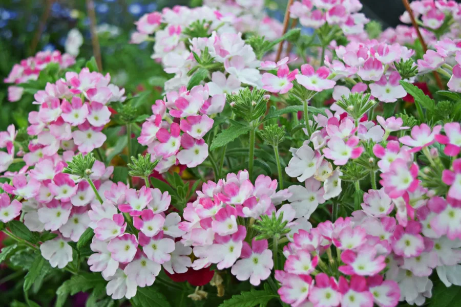 verbena - best hanging baskets