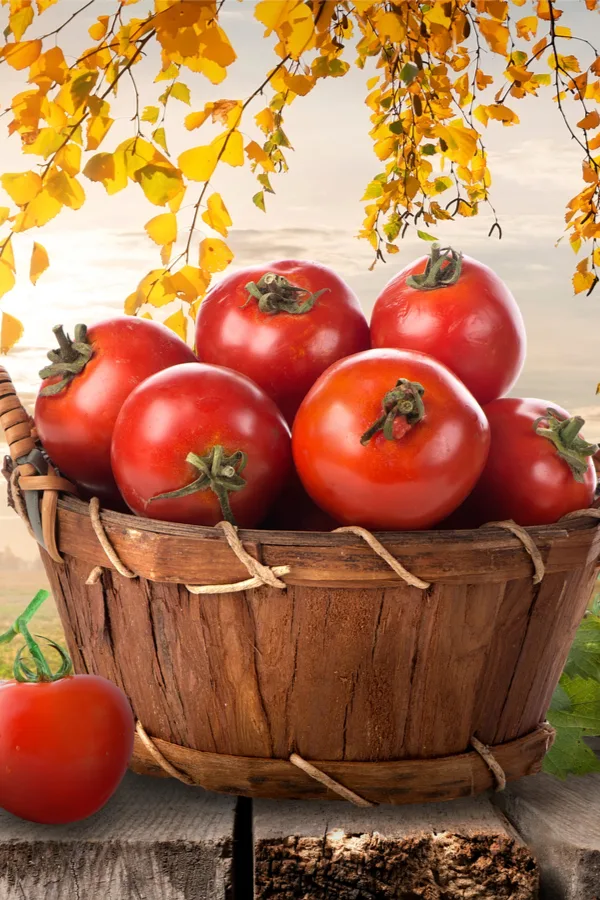 harvesting tomatoes - preventing tomatoes from cracking
