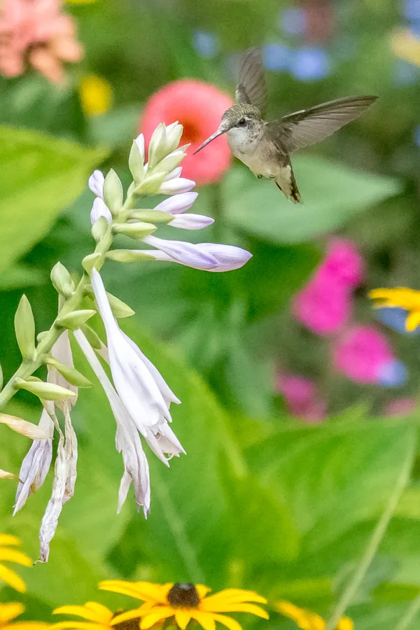 Floral Hummingbird Garden