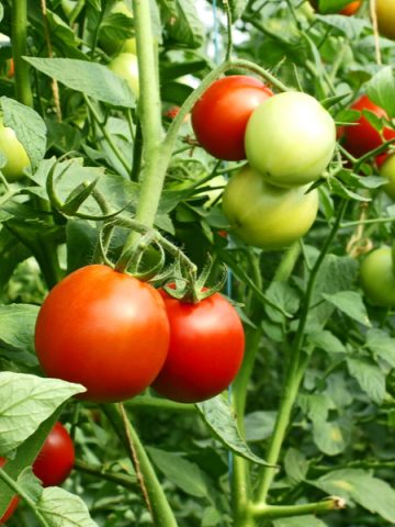how to best support tomato plants
