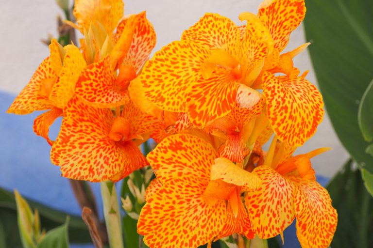 how to grow cannas