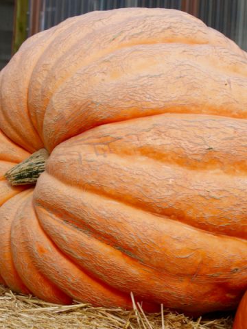 how to grow gigantic pumpkins