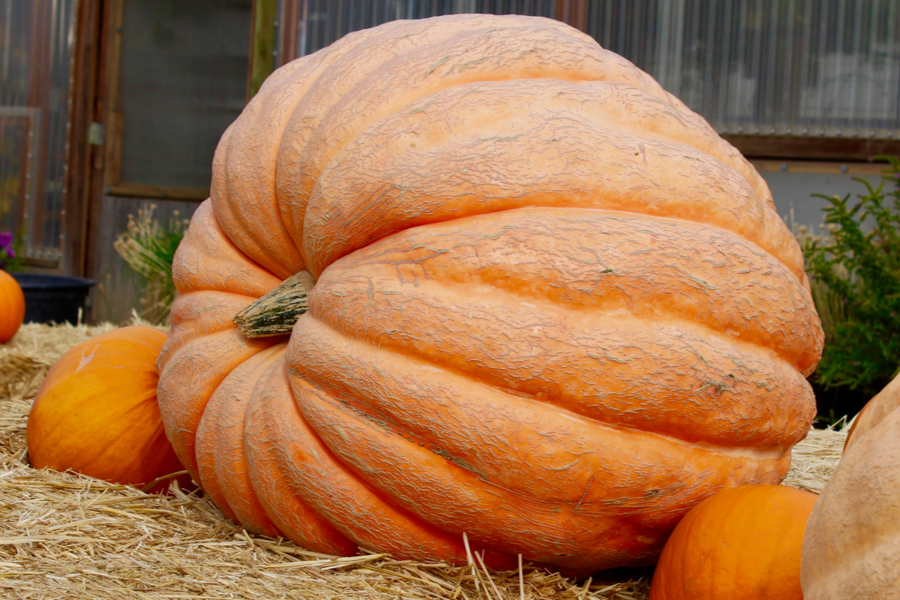how to grow gigantic pumpkins