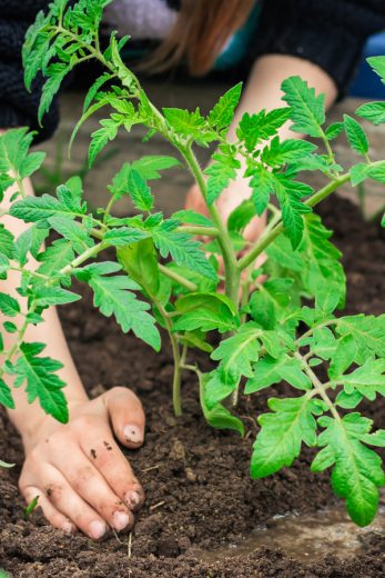 How To Plant Tomatoes Right! Grow Your Best Crop Of Tomatoes Ever