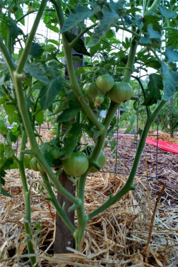 pruning tomatoes to prevent blight