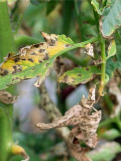 tomato blight how to stop