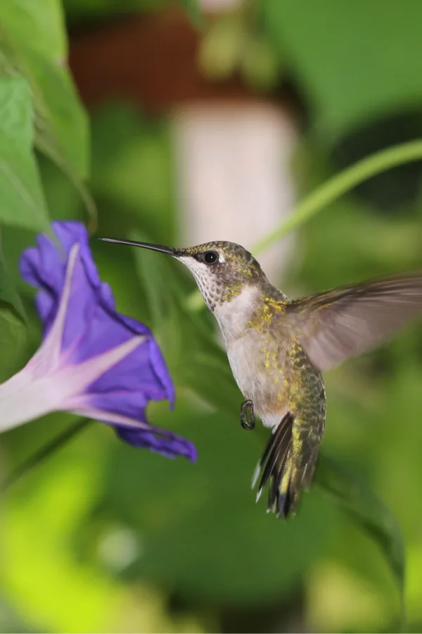 hummingbirds and flowers