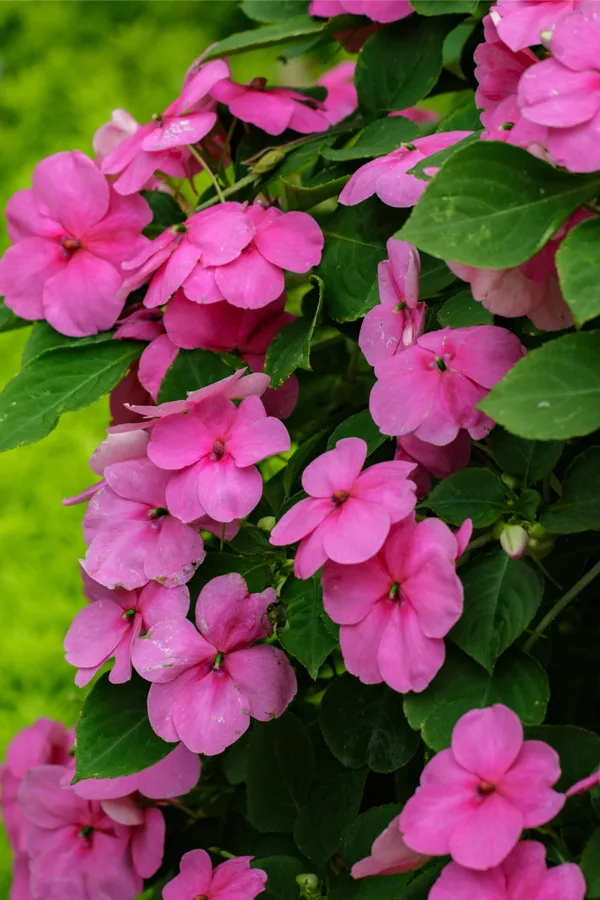 best hanging basket varieties