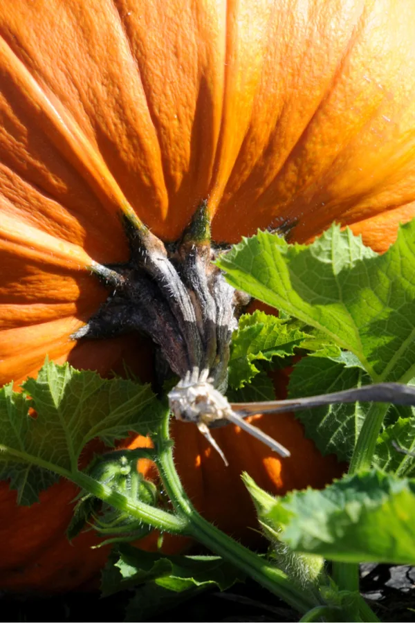 stem of a large pumpkin