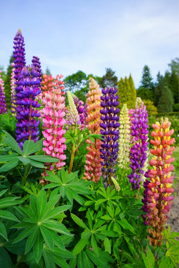 lupines - drought resistant