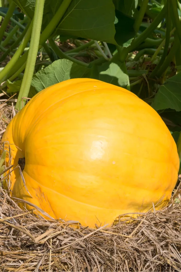 mulching pumpkins