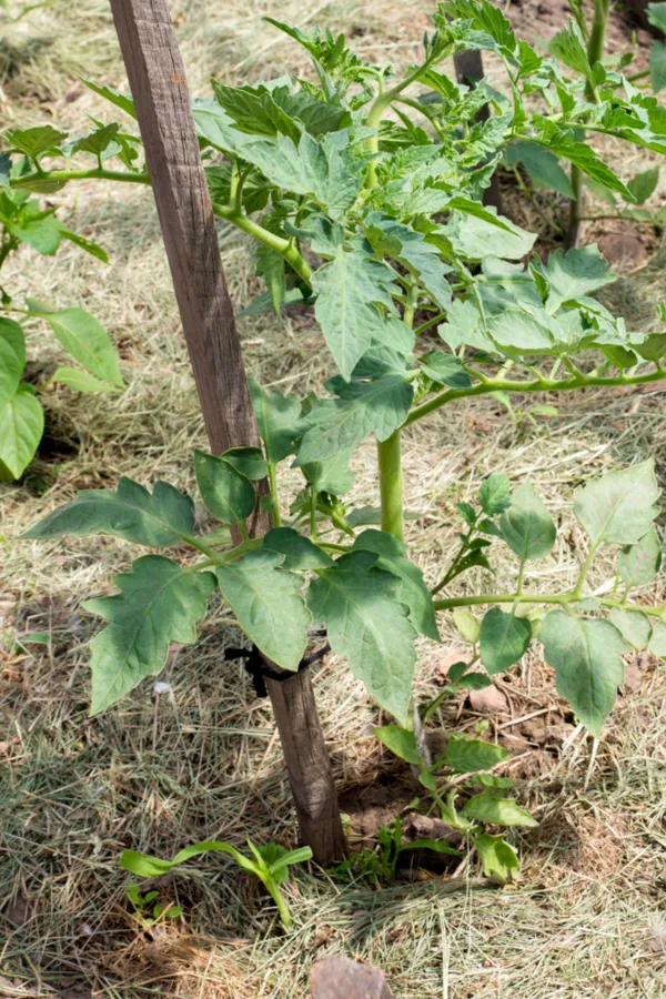 mulch for tomato plants