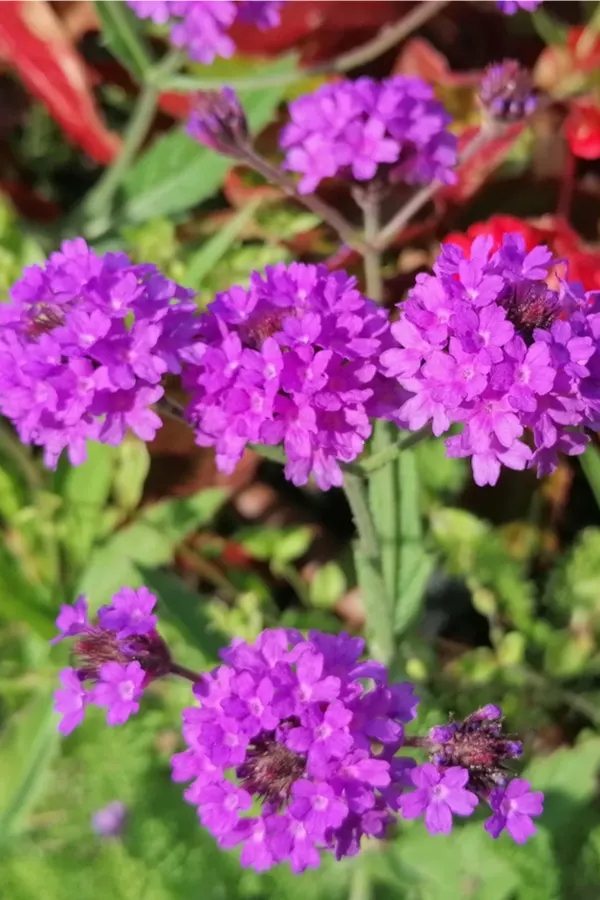 verbena - drought tolerant