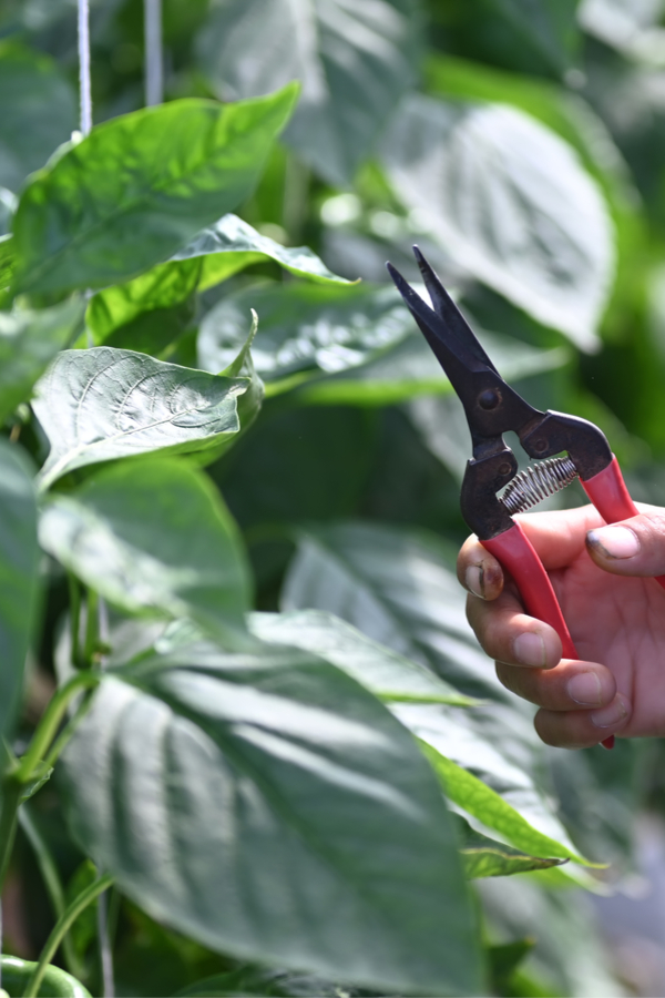 pruning peppers