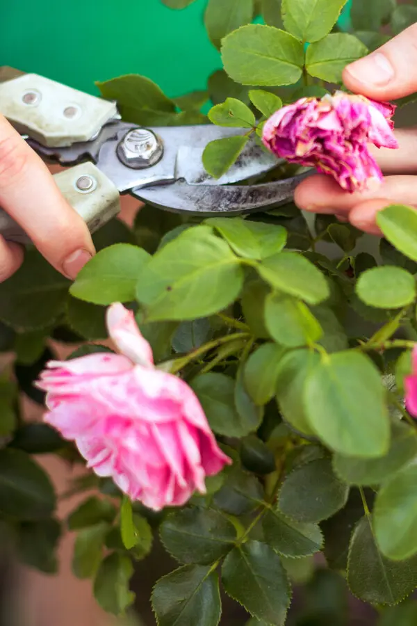 pruning and deadheading