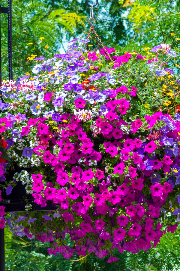 Fertilizing Hanging Baskets - How To Get Big Blooms That Last All Season!
