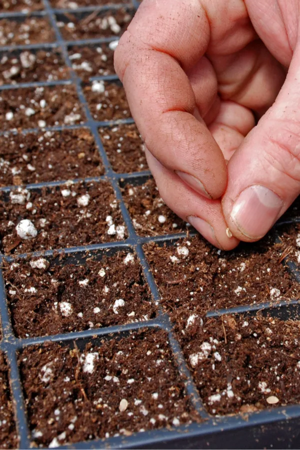 How To Use Perlite To Create Better Soil & Grow Healthier Plants!