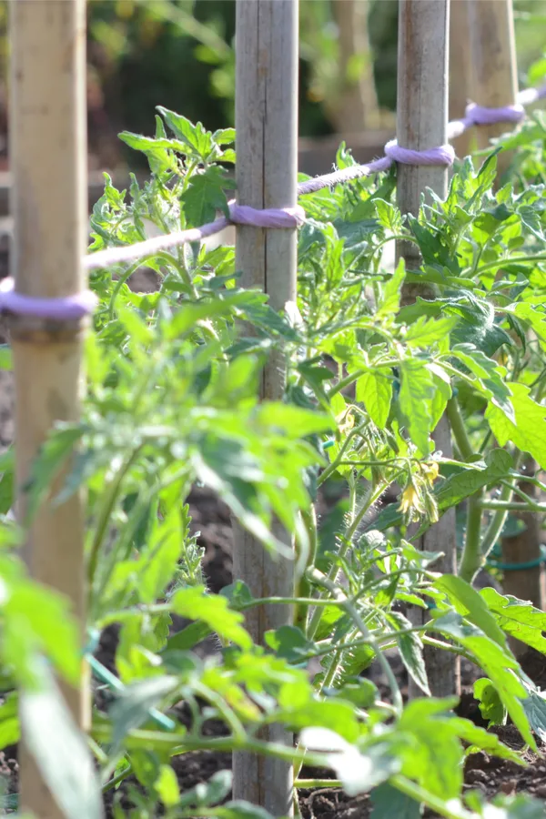 tomato supports - the best way to plant tomatoes