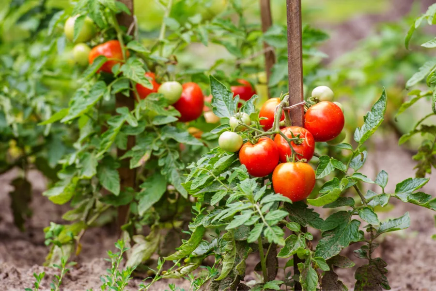 keep tomatoes healthy - tomato plants