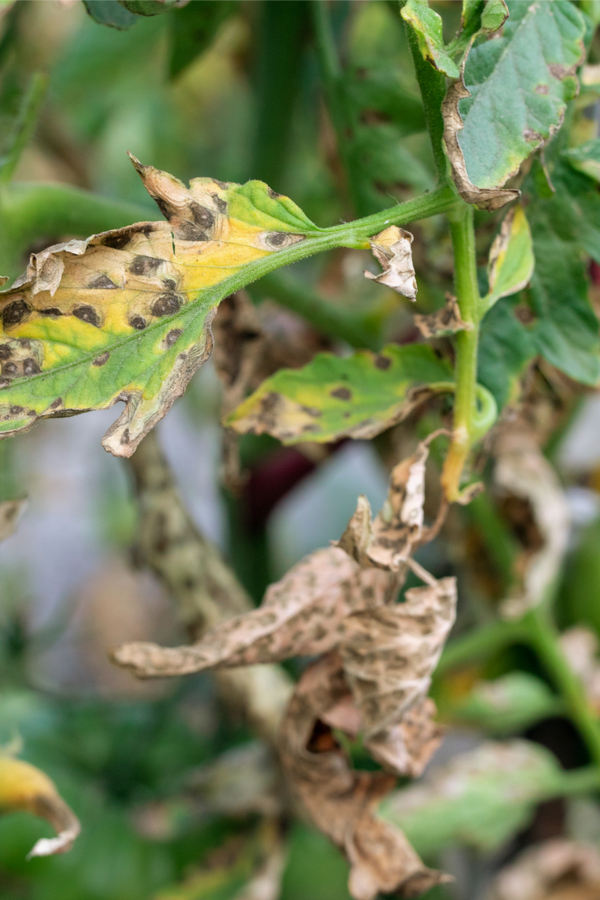 first signs of tomato blight