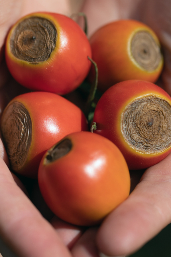 plant tomatoes right - tomato blight