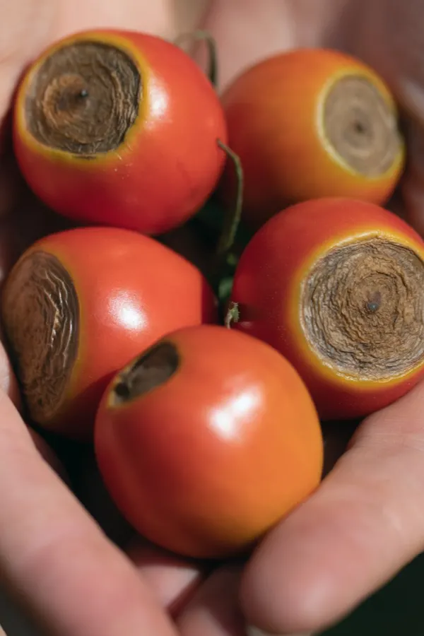 сажать помидоры правильно - фитофтороз томатов