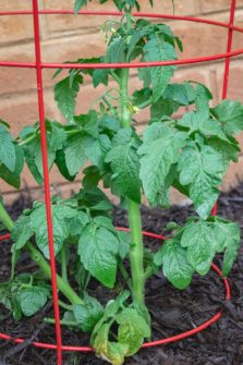 How To Best Support Tomato Plants - And Why You Need To Do It Early!