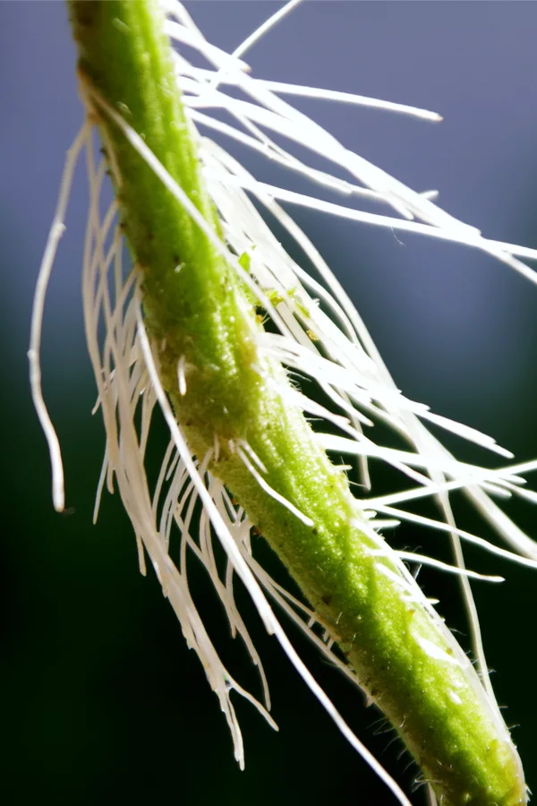 roots on tomatoes