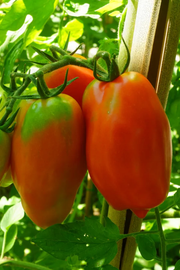 supporting San Marzano tomatoes - best tomato to grow for preserving
