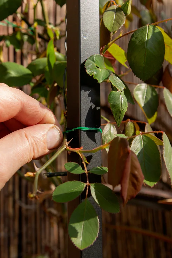 keep climbing roses blooming