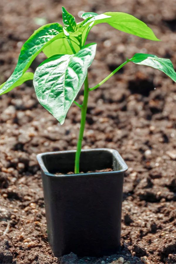 how to grow sweet red peppers