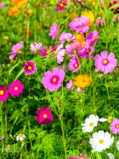 planting wildflowers in the spring