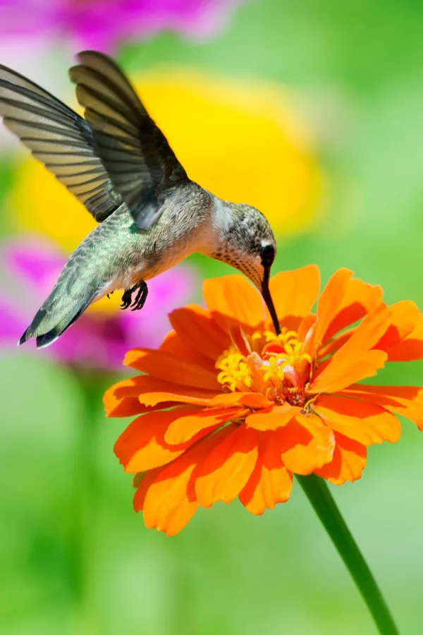 zinnias - hummingbird plants