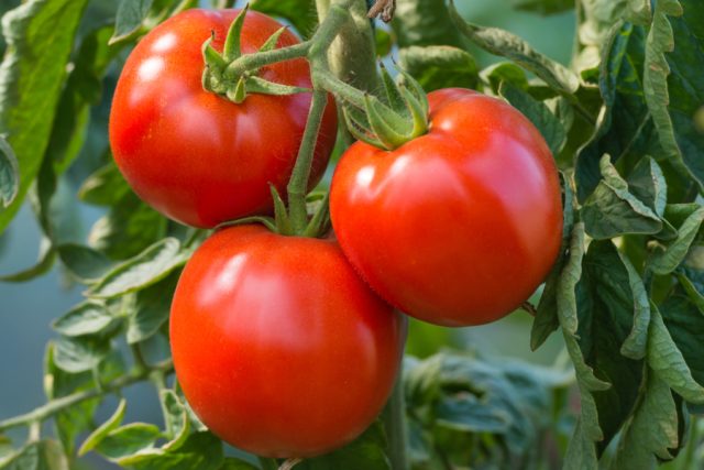 The Best Tomatoes To Grow On A Patio! 5 Great Tomatoes For Containers