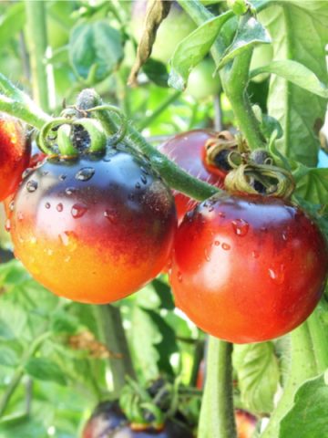 best tomatoes for a patio