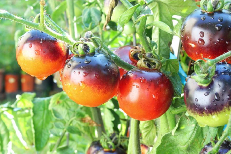 best tomatoes for a patio