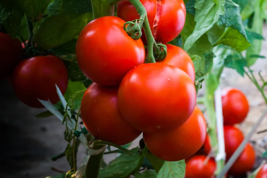 fertilize tomato plants with compost