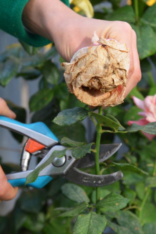 How To Deadhead Annual & Perennial Flowers Get More Blooms!