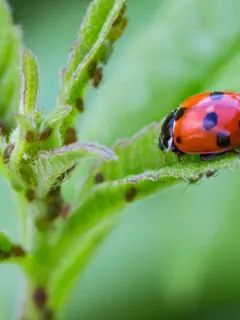 how to attract ladybugs