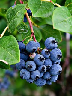 how to plant blueberries