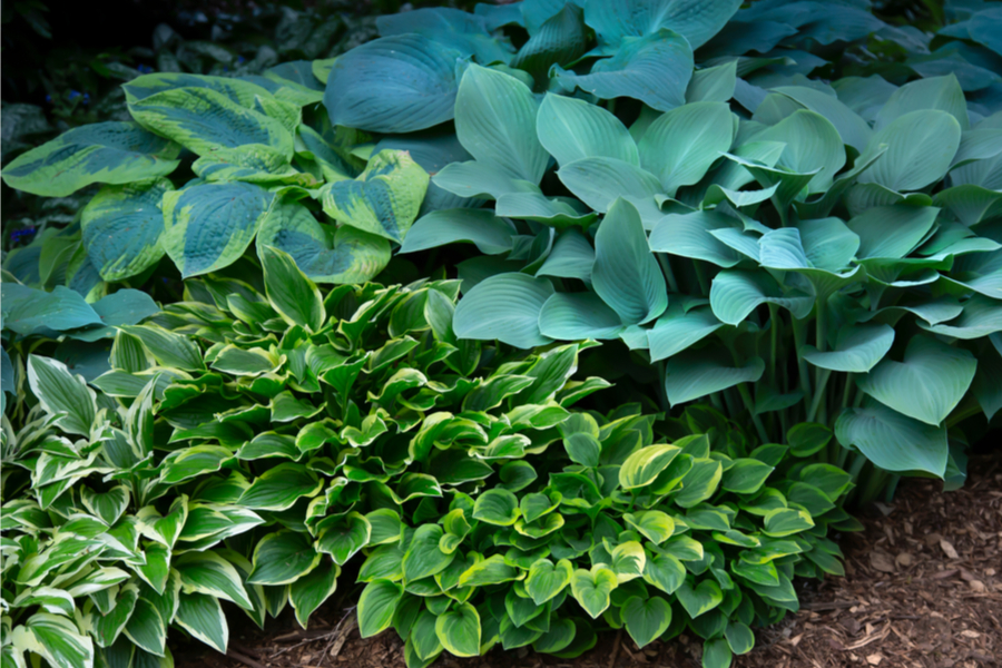 5 Unique Hostas To Grow In Your Flowerbeds - Add Big Color & Interest!