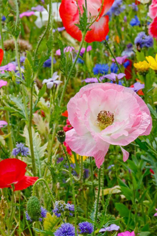 How To Plant Wildflowers In The Spring Add Lasting Color To Your Yard!