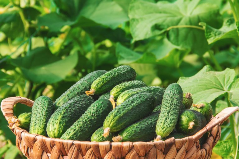 companion plants for cucumbers