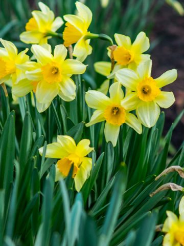 daffodils after they bloom