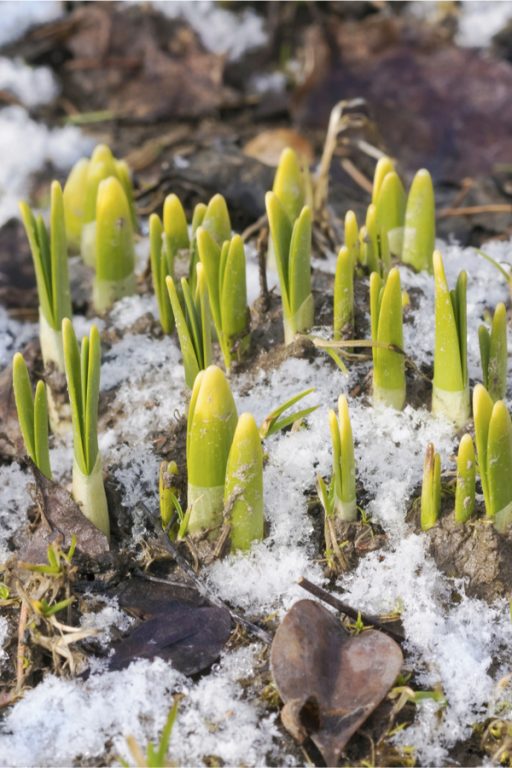 What To Do With Your Daffodils After They Bloom Spring Daffodil Care
