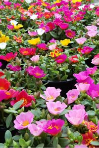 How To Keep Portulaca Blooming! The Secrets To Growing Portulaca