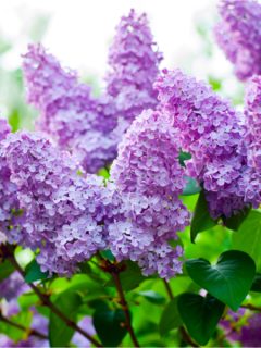 how to grow lilac bushes to bloom