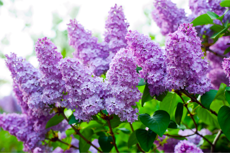 how to grow lilac bushes to bloom
