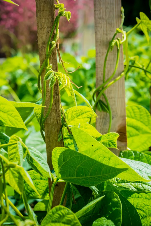 growing peas with cucumbers