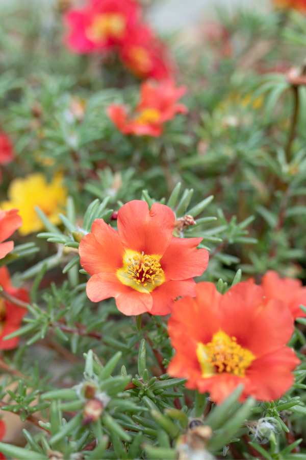 How To Keep Portulaca Blooming! The Secrets To Growing Portulaca